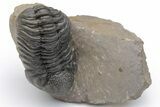 Phacopid (Morocops) Trilobite - Foum Zguid, Morocco #223441-1